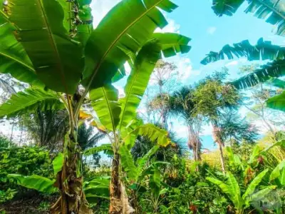 HERMOSO TERRENO EN LA SELVA PERUANA - SAN ANTONIO DE CUMBAZA - TARAPOTO