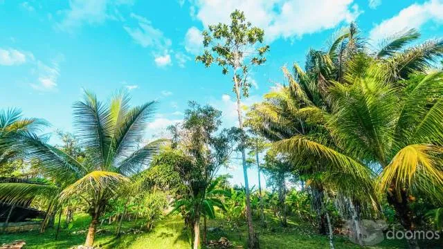 HERMOSO TERRENO EN LA SELVA PERUANA - SAN ANTONIO DE CUMBAZA - TARAPOTO — foto 2