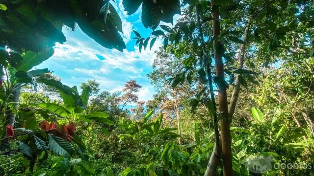 HERMOSO TERRENO EN LA SELVA PERUANA - SAN ANTONIO DE CUMBAZA - TARAPOTO — foto 3
