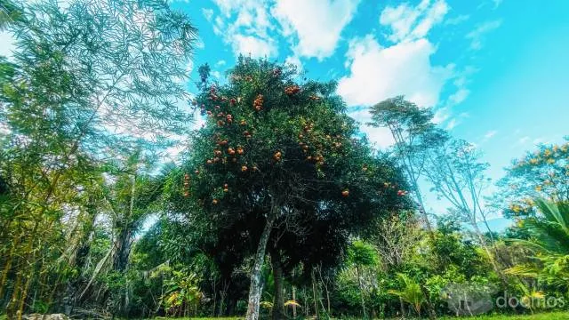 HERMOSO TERRENO EN LA SELVA PERUANA - SAN ANTONIO DE CUMBAZA - TARAPOTO — foto 7