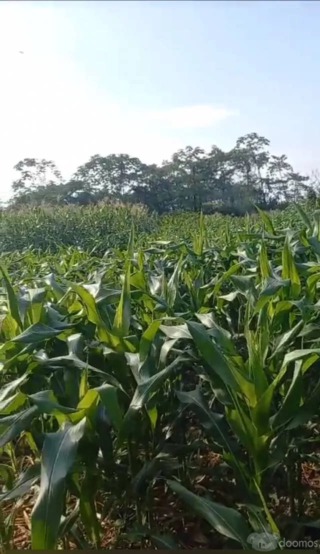 VENTA DE TERRENO EN FUNDO - 2