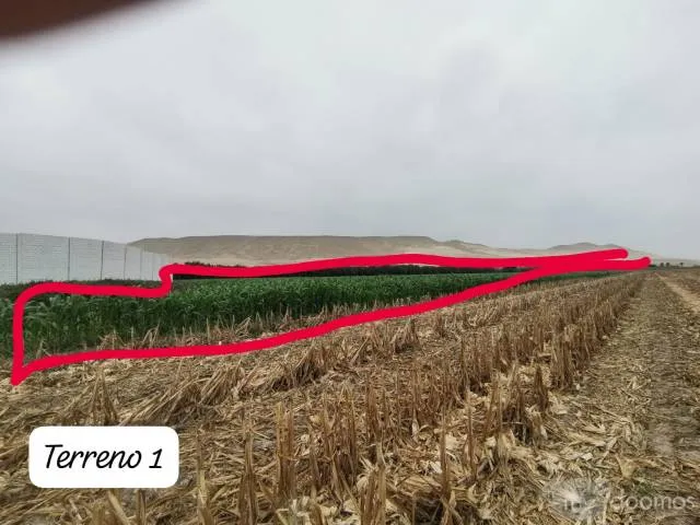 Terreno agricola en Pisco 8 hectárea aprox - 3