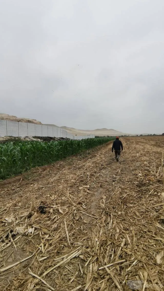 Terreno agricola en Pisco 8 hectárea aprox - 5