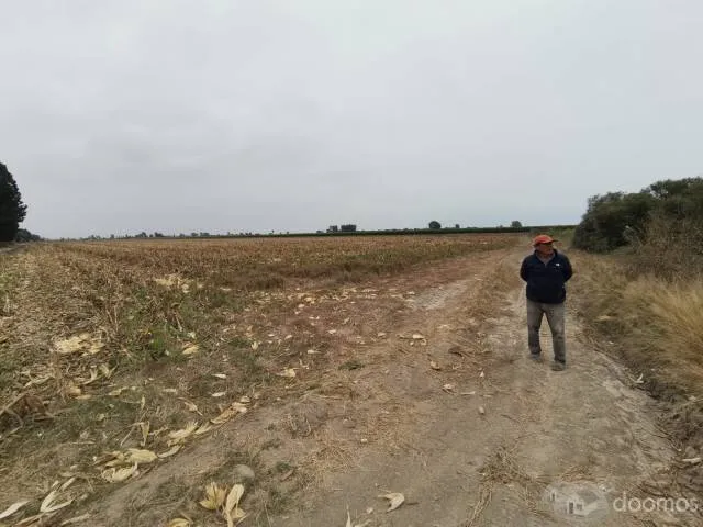 Terreno agricola en Pisco 8 hectárea aprox - 6