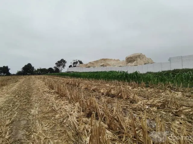 Terreno agricola en Pisco 8 hectárea aprox - 7
