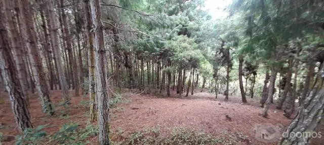 VENTA DE TERRENO DE 44,224 M2 ó 4.42 HÁS EN "LAS PAMPAS DE MALCAT" ZONA DE MALCAT - CELENDIN - CAJAMARCA. - 4