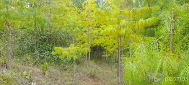 VENTA DE TERRENO DE 44,224 M2 ó 4.42 HÁS EN "LAS PAMPAS DE MALCAT" ZONA DE MALCAT - CELENDIN - CAJAMARCA. - 5