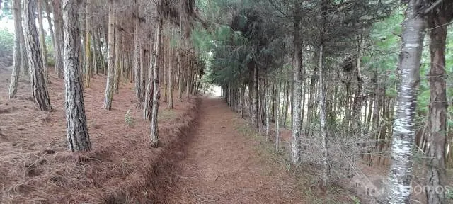 VENTA DE TERRENO DE 44,224 M2 ó 4.42 HÁS EN "LAS PAMPAS DE MALCAT" ZONA DE MALCAT - CELENDIN - CAJAMARCA. - 6
