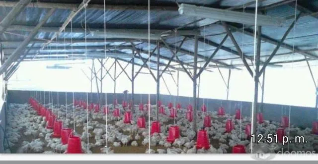 Venta de Granja en Aucallama - 3