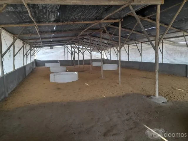 Venta de Granja en Aucallama - 4