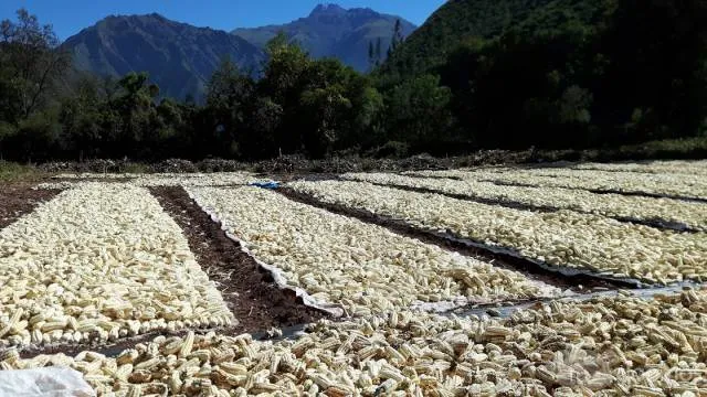 Lotes en Venta en el Valle Sagrado – Inversión con Alta Rentabilidad - 4