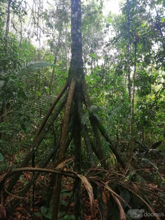 TERRENO AGRICOLA EN VENTA EN ATALAYA - UCAYALI - 7