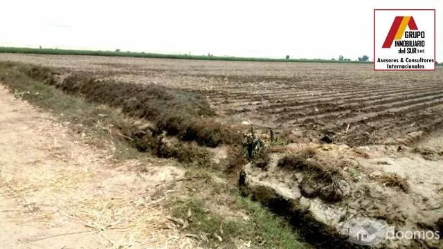 Venta de 3 parcelas agrícolas de 4 has cada una (juntas) total 13.1243 has en Caucato alto – San Clemente - Pisco - 2