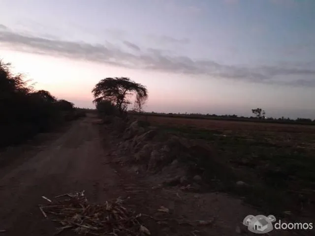 SE VENDE TERRENO DE 5.4 HECTAREAS - SECTOR MANRIQUE , PISCO — foto 2