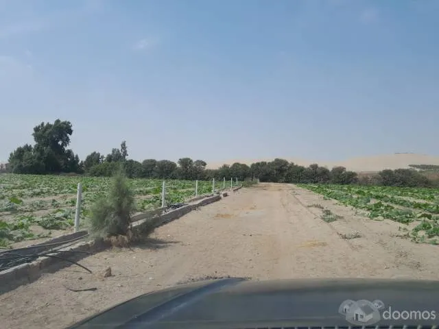 SE VENDE 16 HECTAREAS EN 3 PARTIDAS REGISTRALES - PARACAS, PISCO - 4
