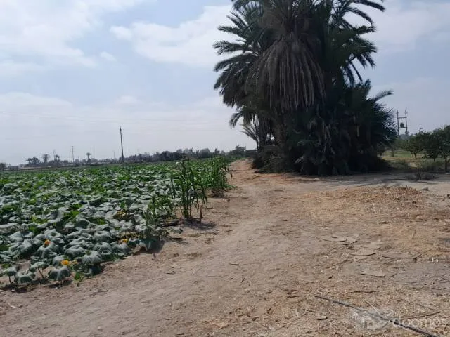 SE VENDE 16 HECTAREAS EN 3 PARTIDAS REGISTRALES - PARACAS, PISCO - 8