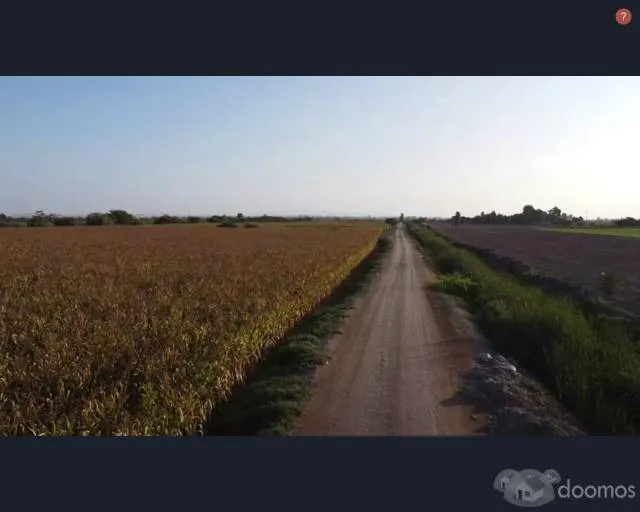SE VENDE TERRENO AGRICOLA DE 14 HECTAREAS - SECTOR MONTALVAN (TINEO) , PISCO - 4