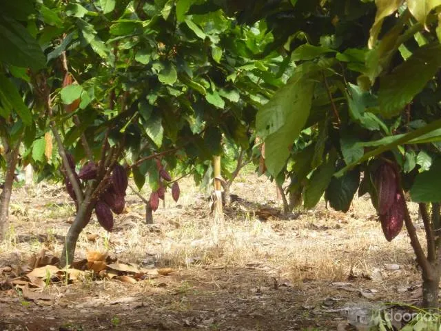 Vendo Fundo de 29.28 Hectareas con Cacao, Platanos, Arboles Maderables y Frutales - 1