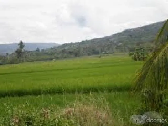 venta de terreno para cultivo de arroz - 1