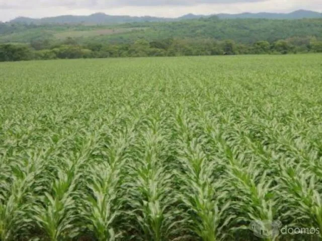 Se Alquila Terreno Agricola – 10Ha Supe-Lima - 2