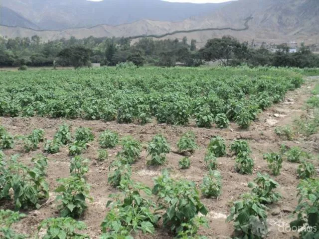 Se Alquila Terreno Agricola – 10Ha Supe-Lima - 4