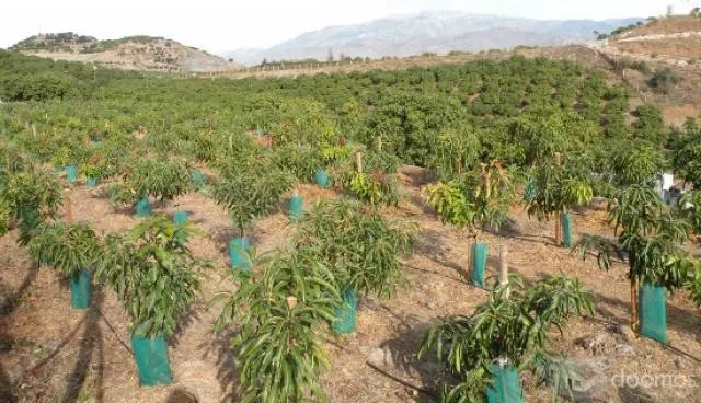 Se Alquila Terreno Agricola – 10Ha Supe-Lima - 5