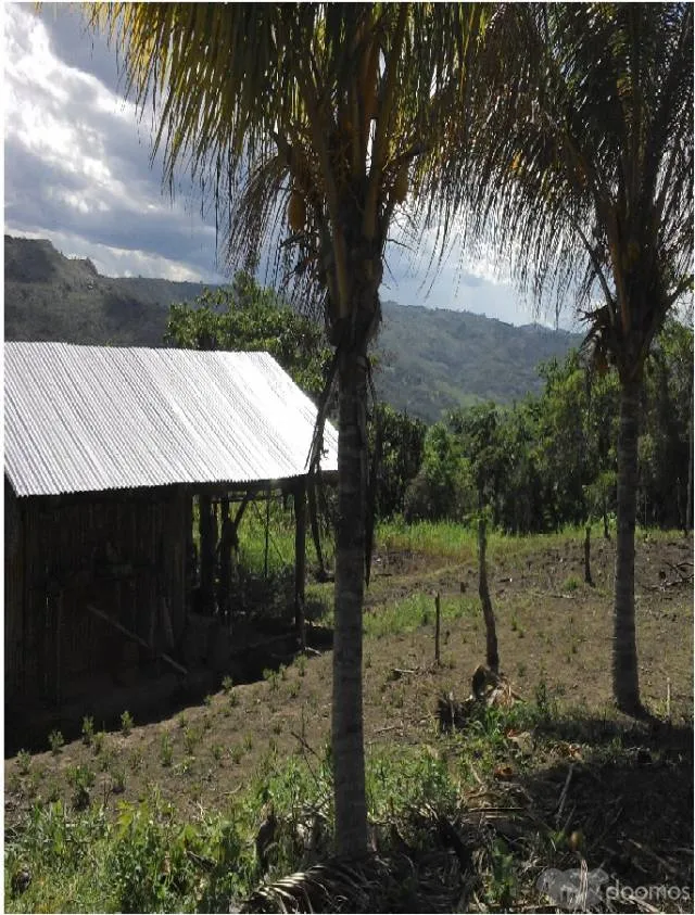 VENTA, 6 Hectáreas IDEAL PARA RETIROS DE CAMPO con 2.5 Hect. DE CACAO - 1
