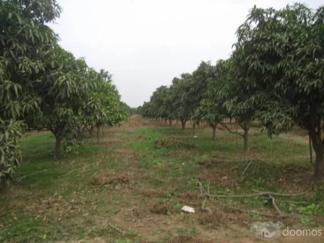200 HAS EN MOTUPE( IDEAL PARA PALTA, ARANDANOS, ETC) 15 mil dolares x ha - 6
