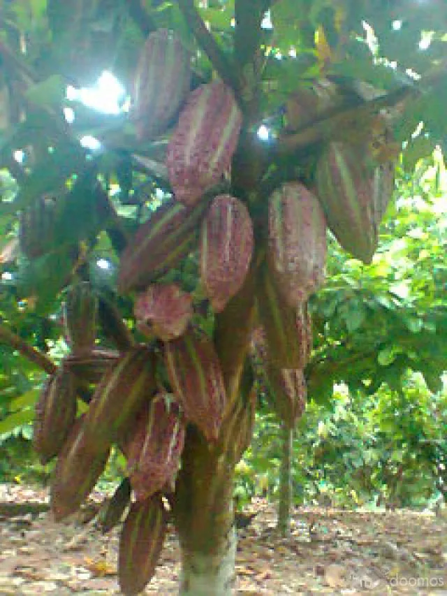 VENDO TERRENO AGRÍCOLA EN PLENA PRODUCCIÓN DE CACAO - 1