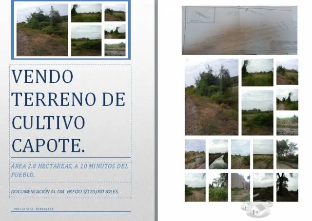 VENDO TERRENO DE CULTIVO CAPOTE CHICLAYO 2.8 HECTÁREAS. - 1