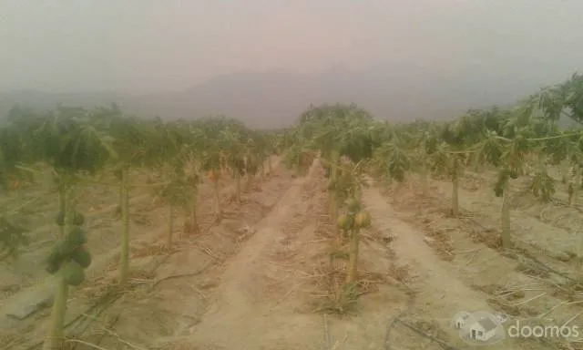 Vendo con Urgencia .Fundo de 25 Hectarea ideal para Ganaderia o Agricultura. - 1