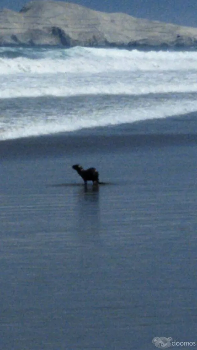 DEPA EN LA PLAYA LEJOS DEL STRESS DESDE 350 SOLES!!! EL DIA - 1