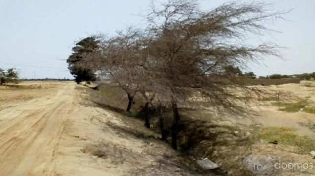 VENTA TERRENO AGRICOLA LAMBAYEQUE EN LA ZONA DE EXPANSION URBANA — foto 2