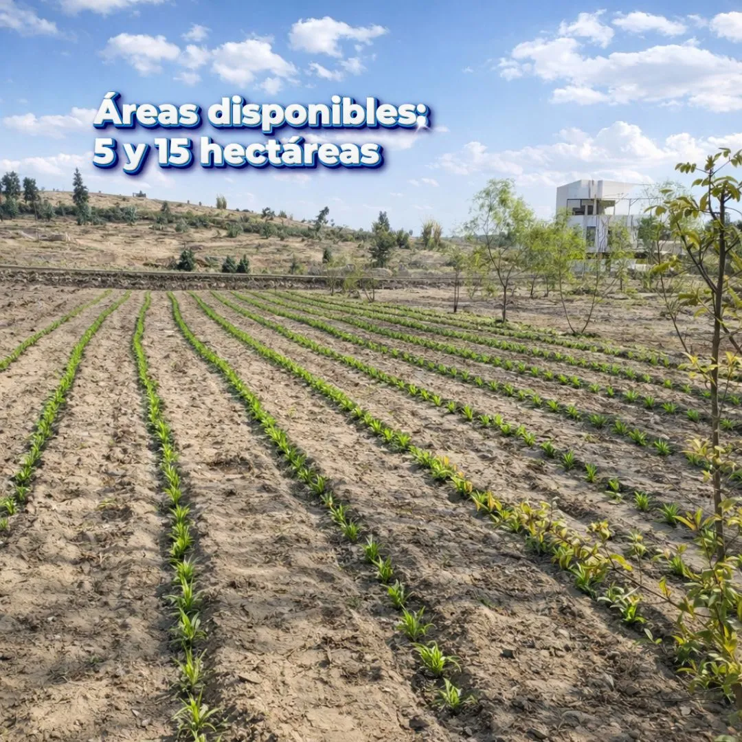 5 Y 15 HECTÁREAS EN VENTA – LAREDO, TRUJILLO - 4