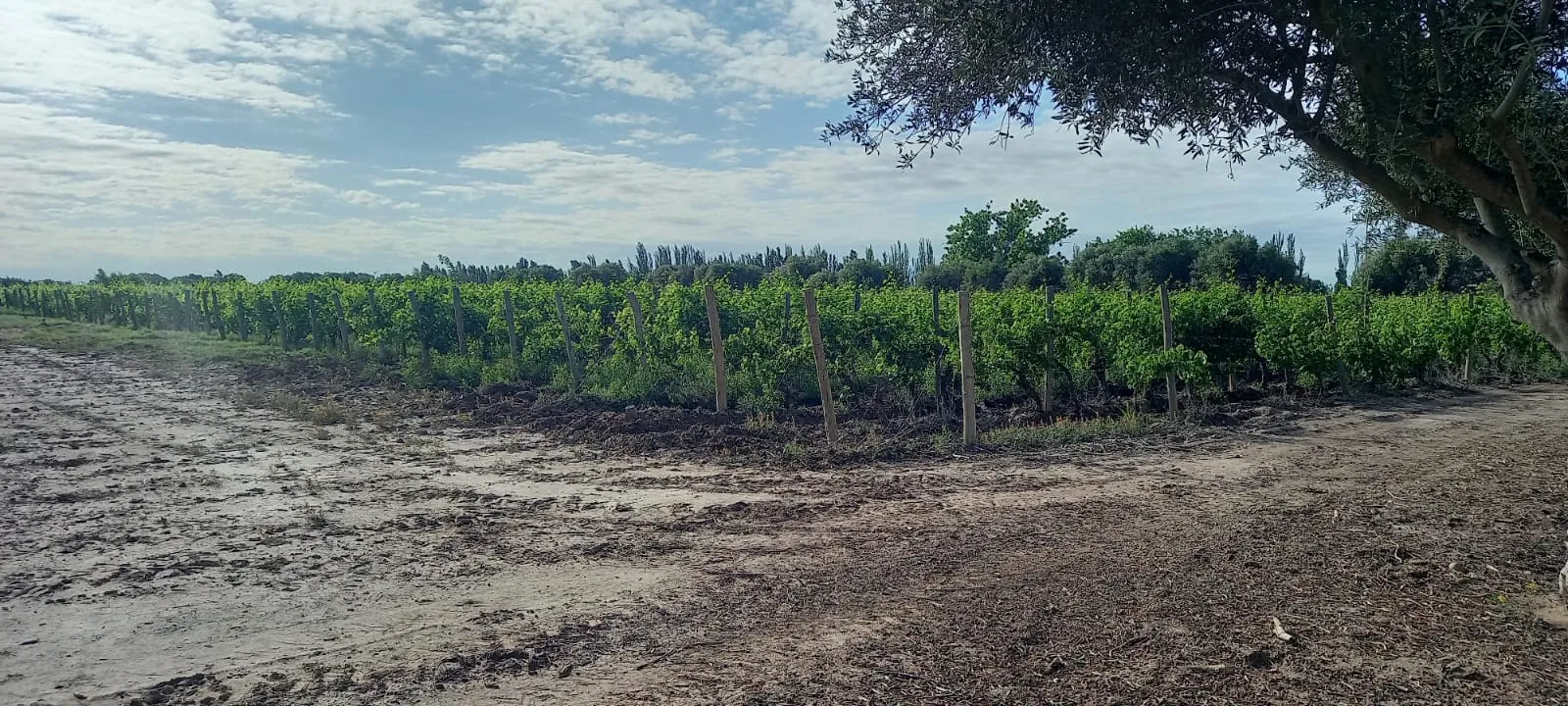 FINCA VIÑEDOS MENDOZA ARGENTINA - 6