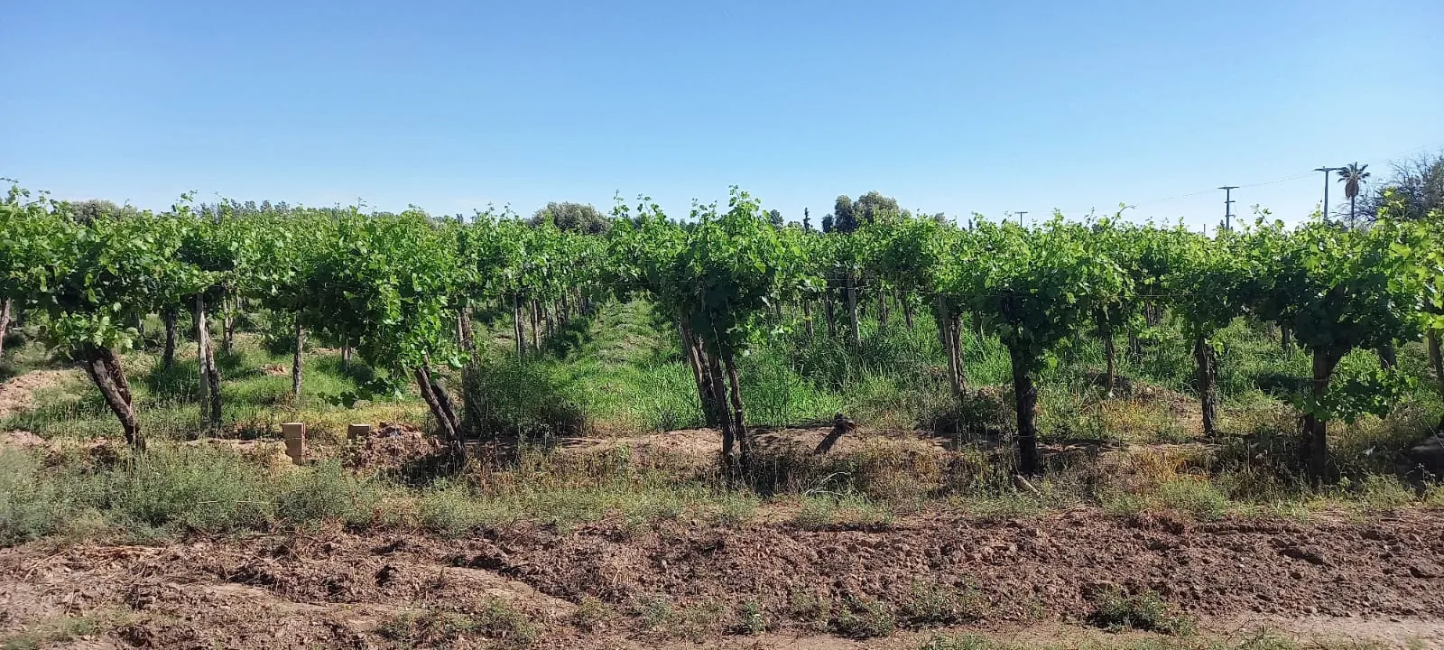 FINCA VIÑEDOS MENDOZA ARGENTINA - 17