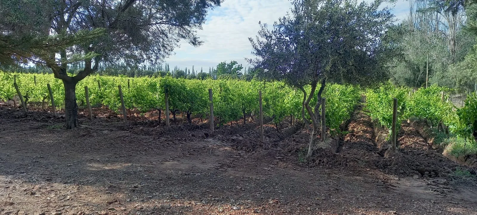FINCA VIÑEDOS MENDOZA ARGENTINA - 5