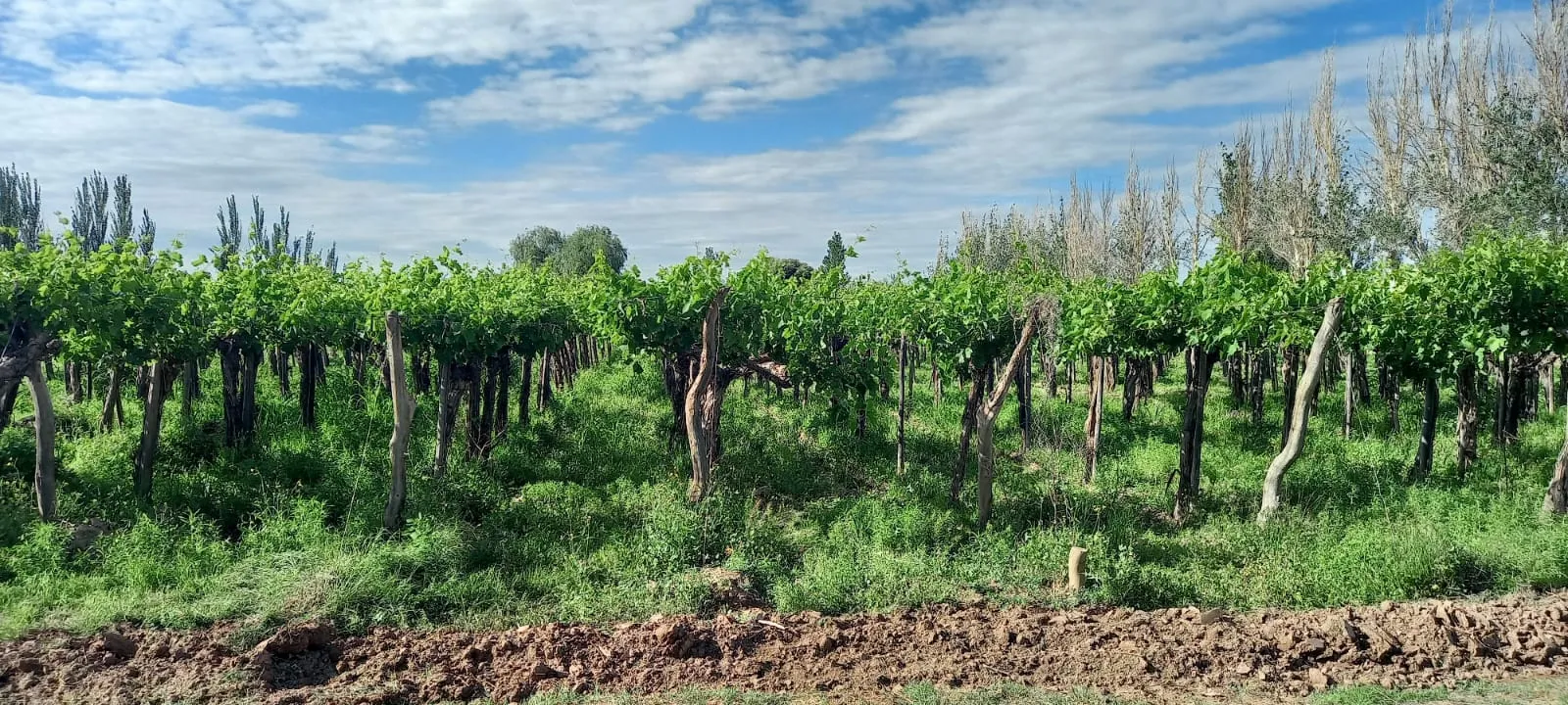 FINCA VIÑEDOS MENDOZA ARGENTINA - 8