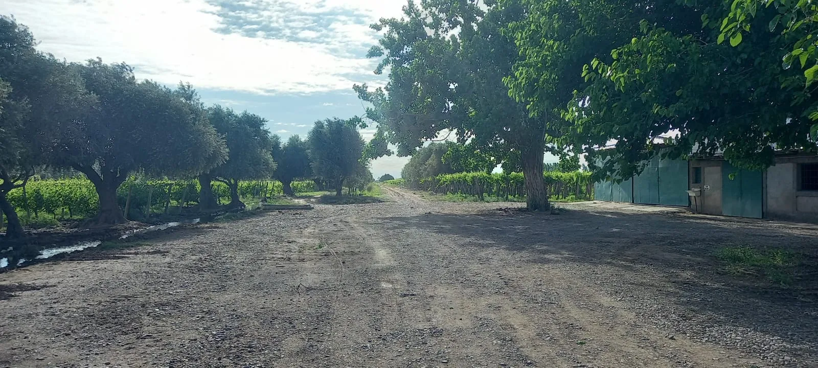 FINCA VIÑEDOS MENDOZA ARGENTINA - 10