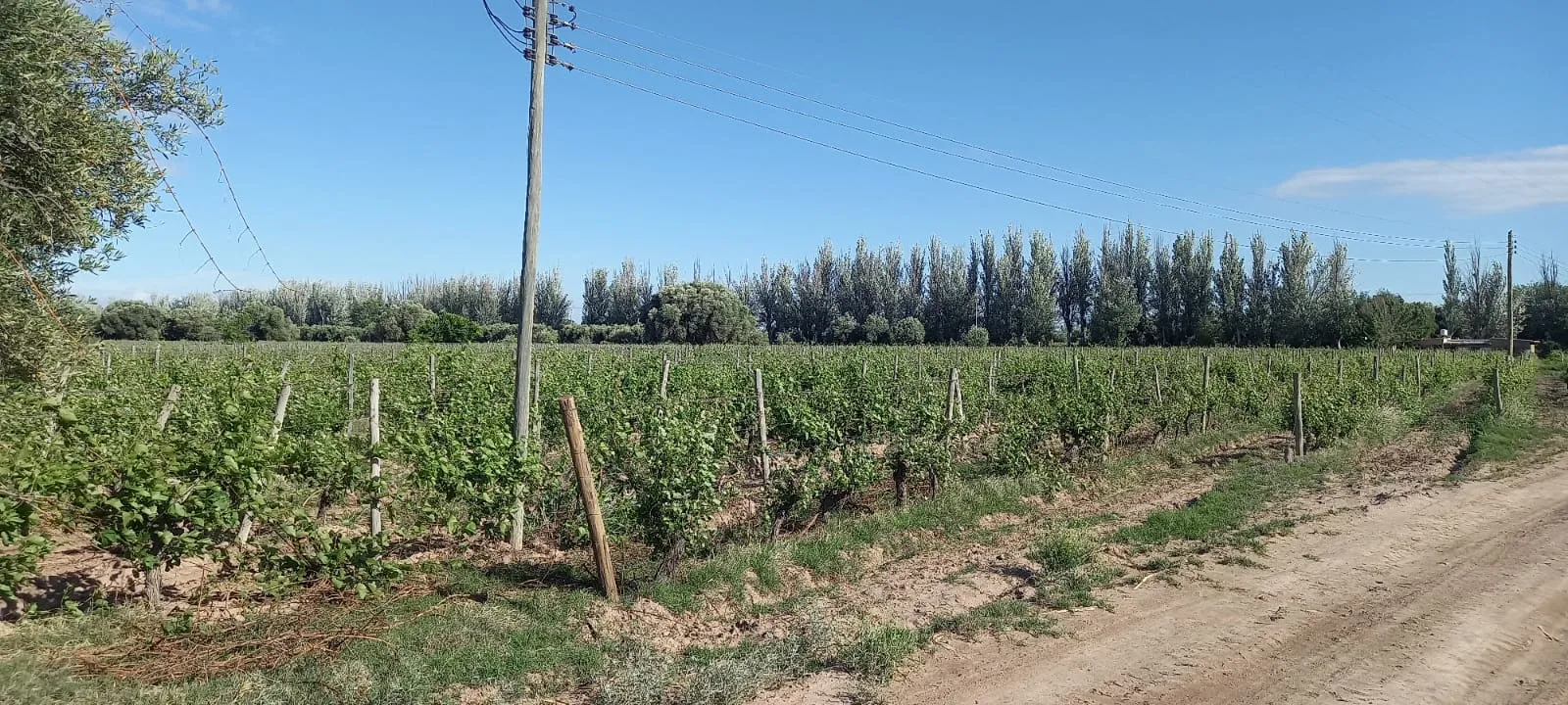 FINCA VIÑEDOS MENDOZA ARGENTINA - 11