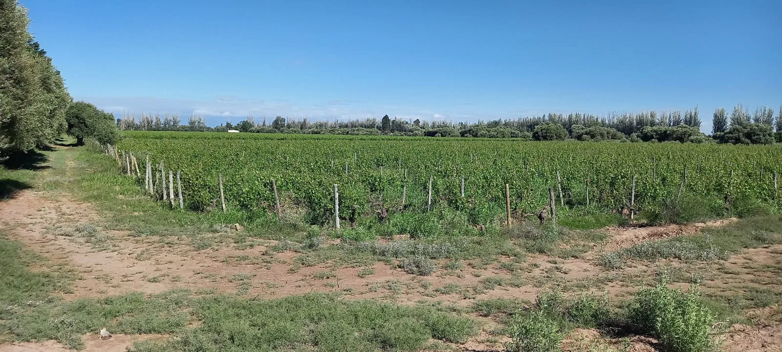 FINCA VIÑEDOS MENDOZA ARGENTINA - 16