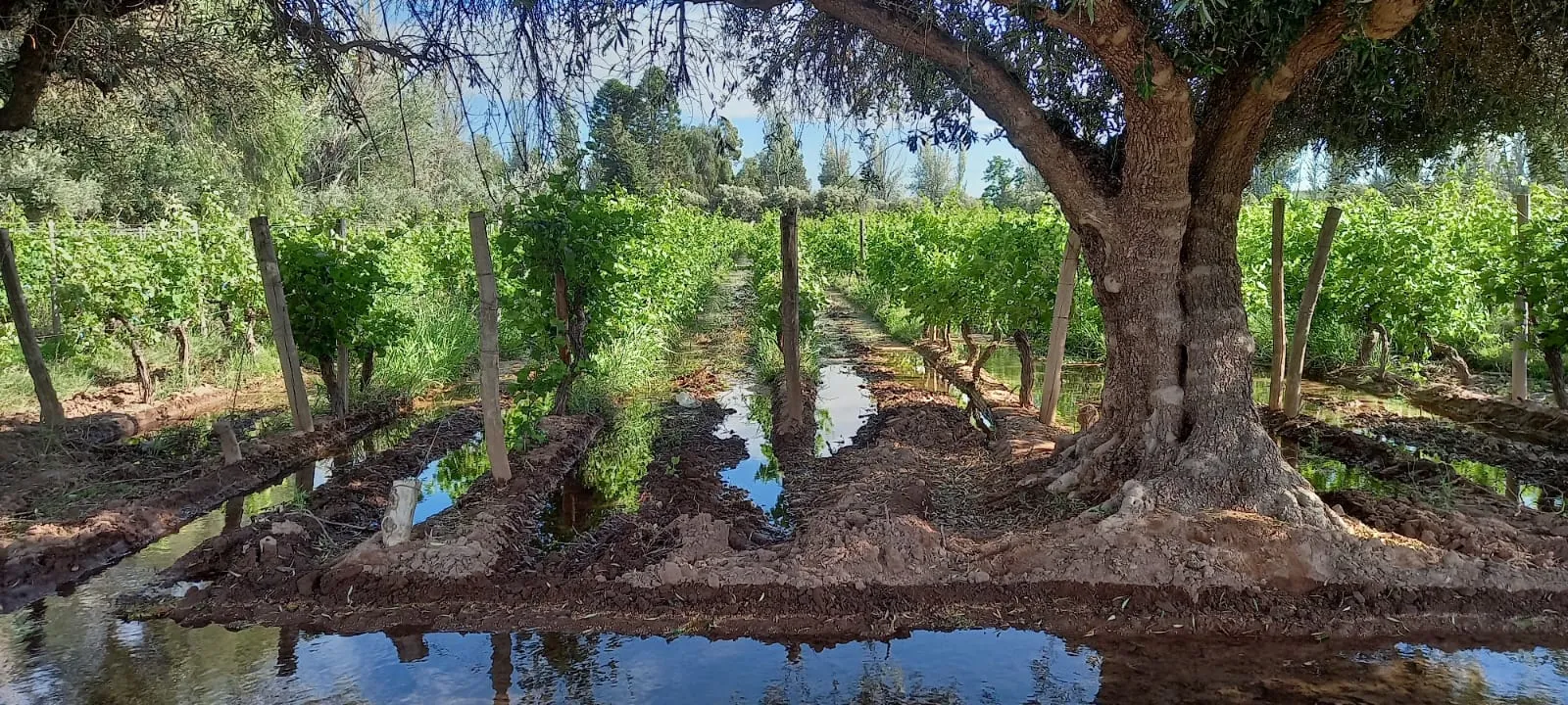 FINCA VIÑEDOS MENDOZA ARGENTINA - 7