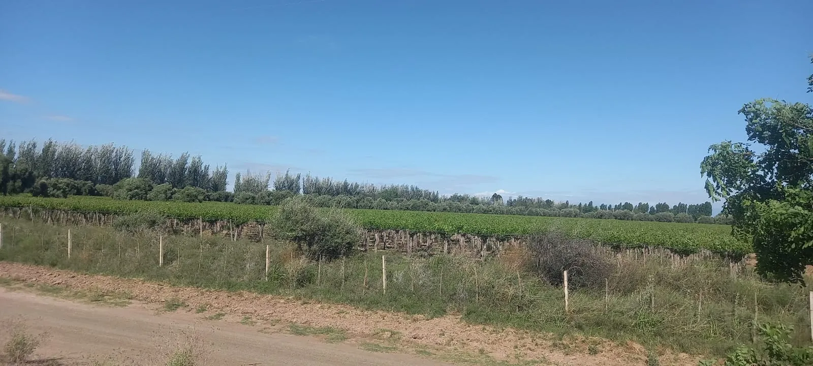 FINCA VIÑEDOS MENDOZA ARGENTINA - 18