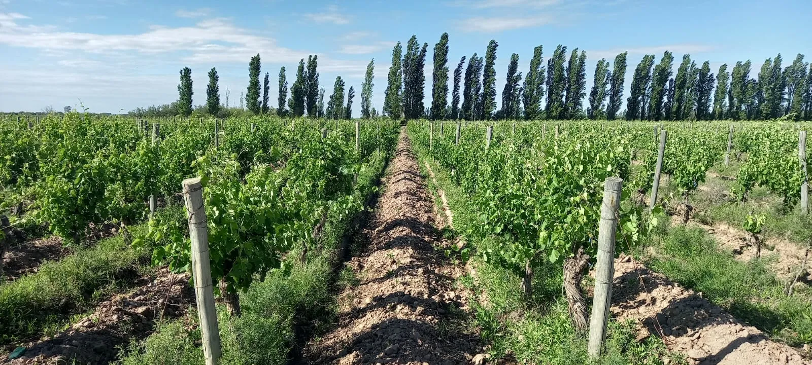 FINCA VIÑEDOS MENDOZA ARGENTINA - 13