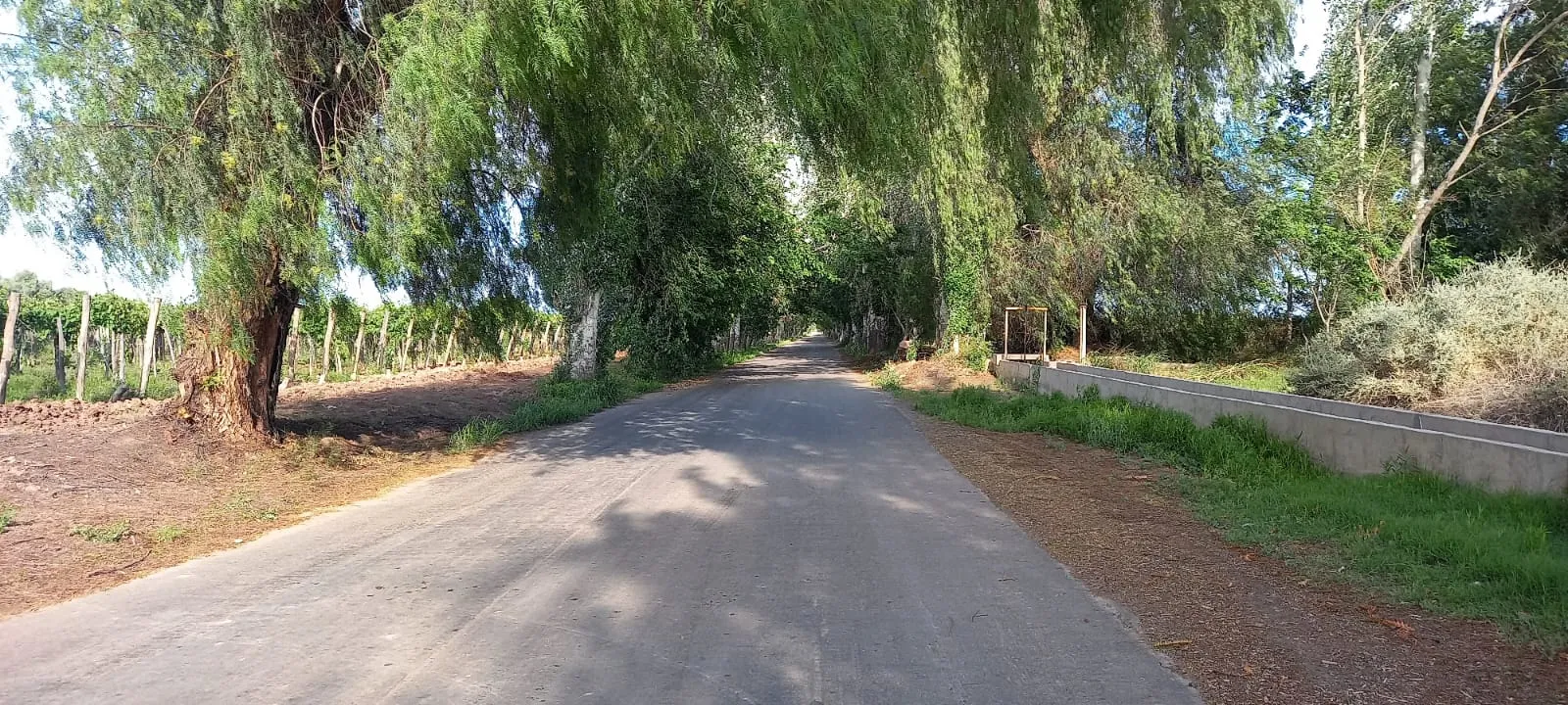 FINCA VIÑEDOS MENDOZA ARGENTINA - 4
