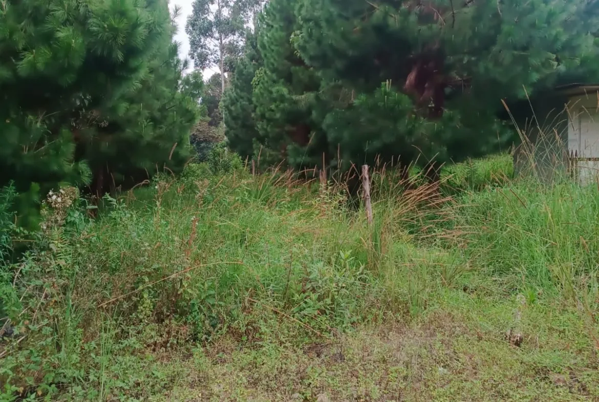 Se Vende Terreno de 315 m2 en el Paraíso Natural de Oxapampa rodeado de naturaleza - 3