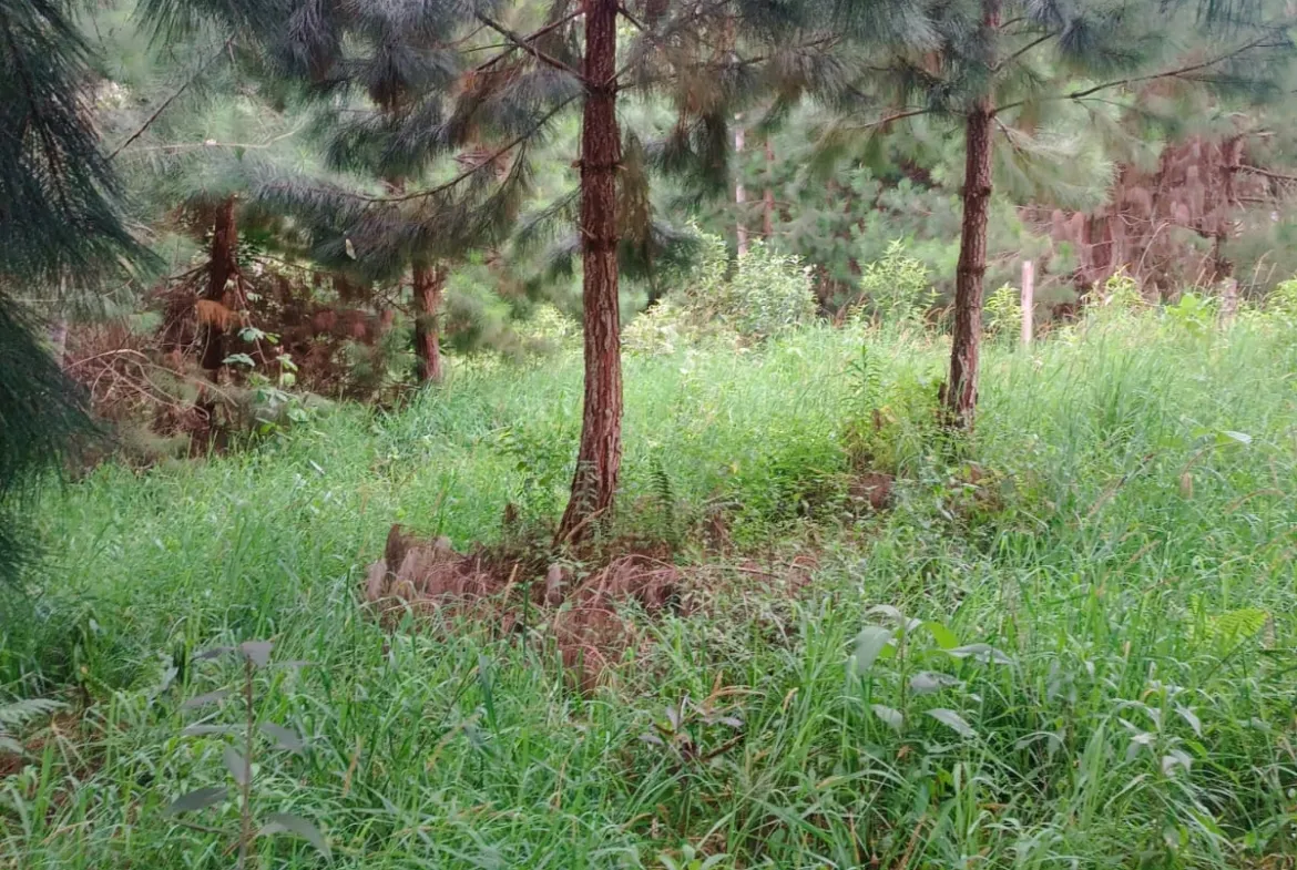 Se Vende Terreno de 315 m2 en el Paraíso Natural de Oxapampa rodeado de naturaleza - 6