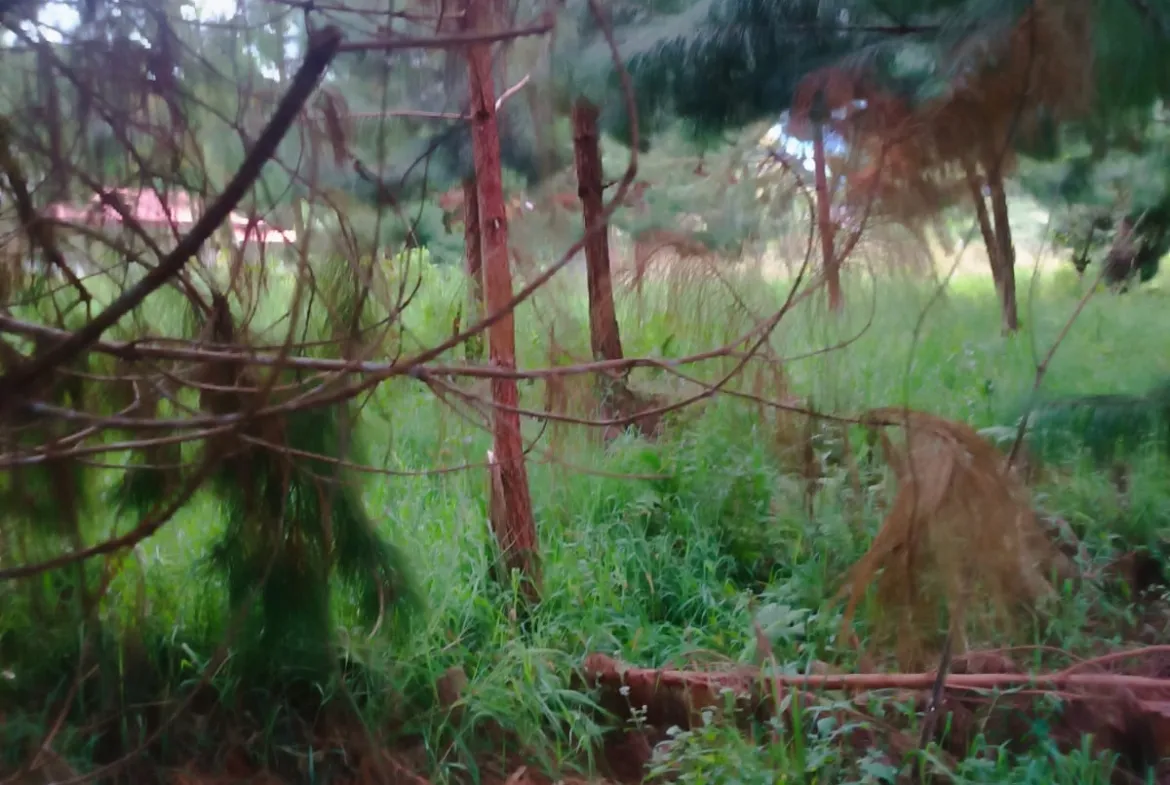 Se Vende Terreno de 315 m2 en el Paraíso Natural de Oxapampa rodeado de naturaleza - 9