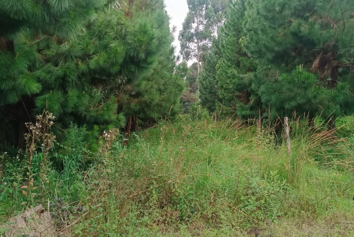 Se Vende Terreno de 315 m2 en el Paraíso Natural de Oxapampa rodeado de naturaleza - 2