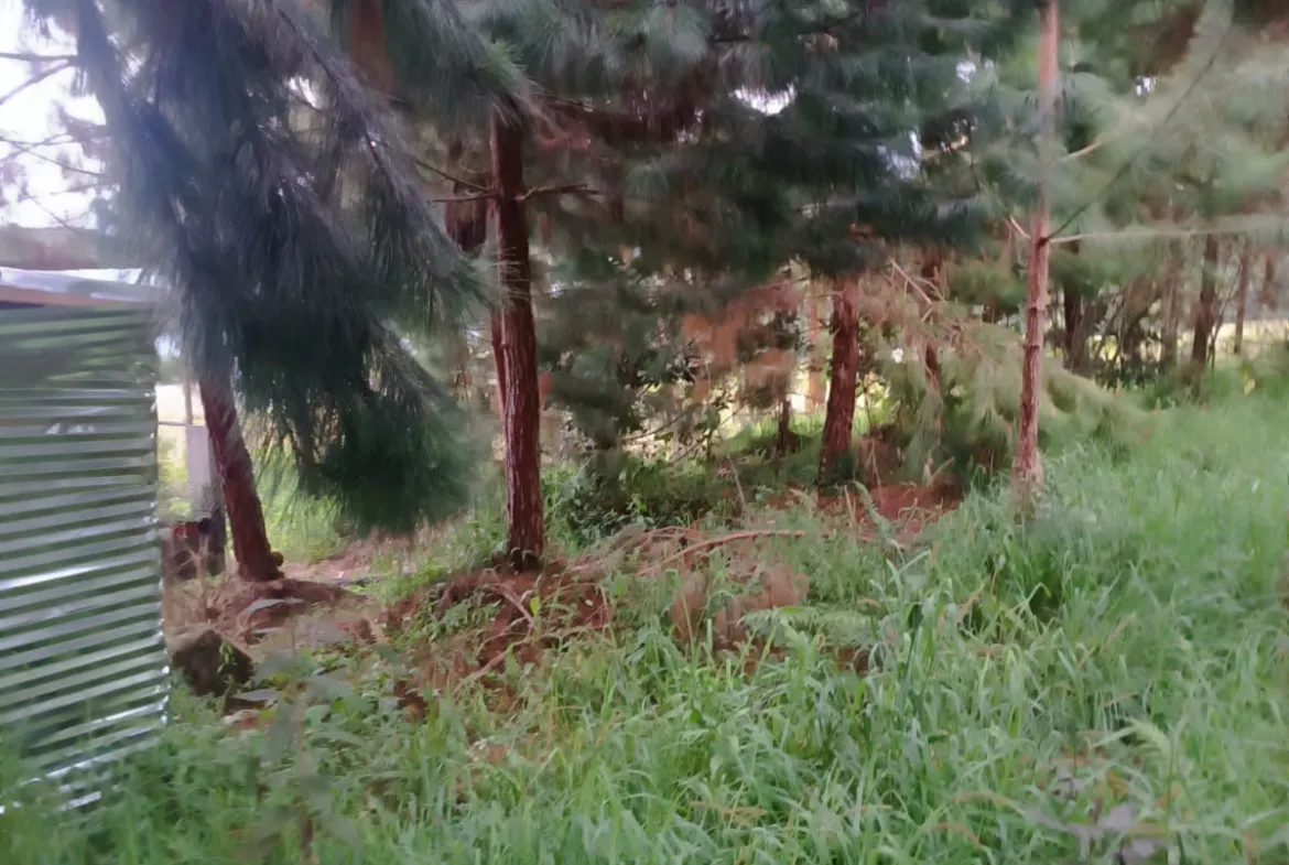 Se Vende Terreno de 315 m2 en el Paraíso Natural de Oxapampa rodeado de naturaleza - 7